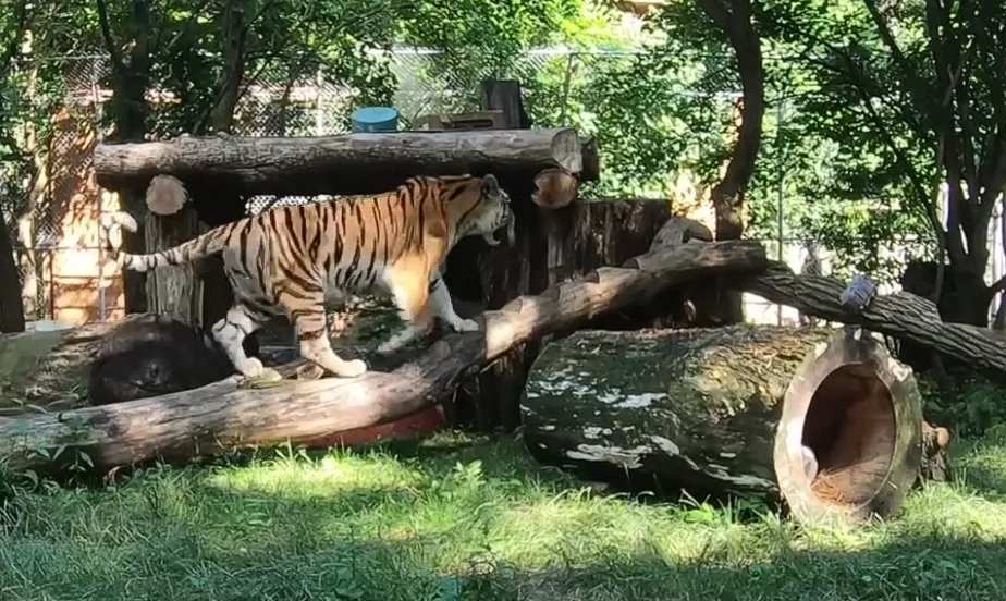 Katya, Amur tiger at Seneca Park Zoo, climbing wooden log enrichment