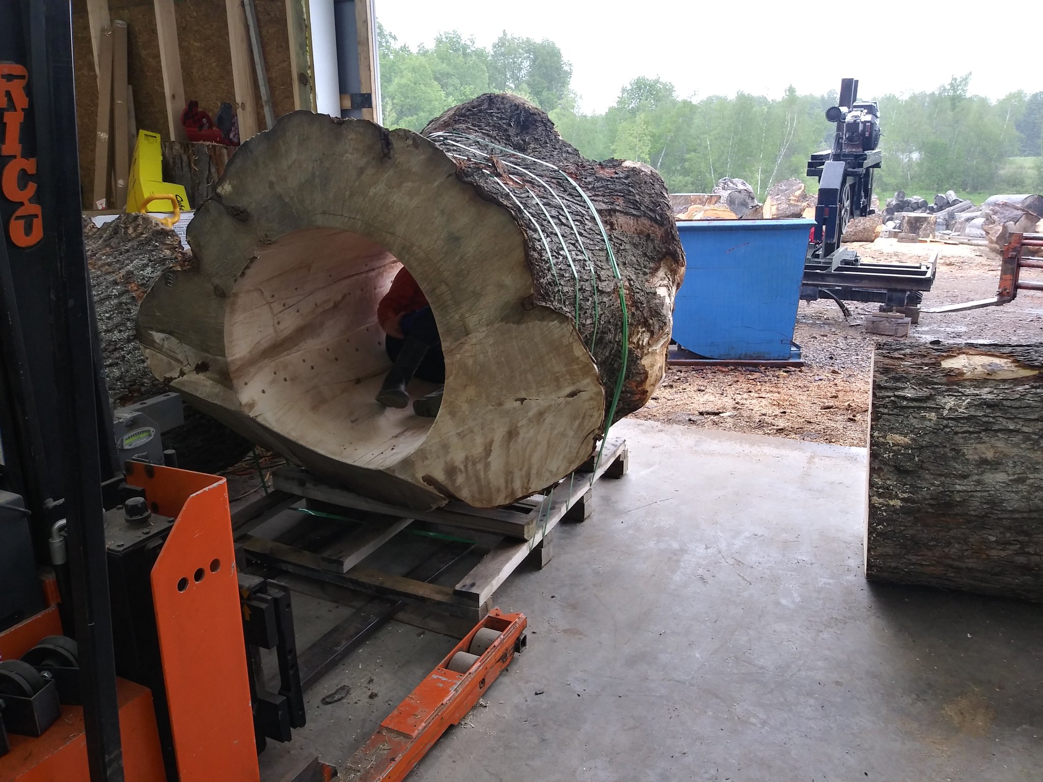 Person crouched inside a massive raw log on a forklift pallet in the IC WOOD production shop — enormous hollow opening, sawdust on the floor, patented hollowing machine visible