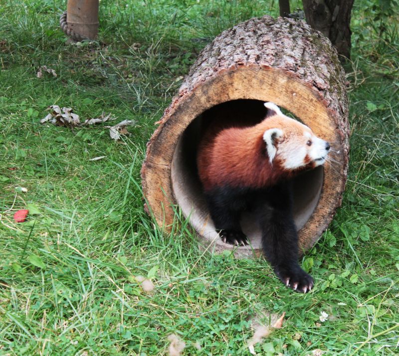 IC WOOD compact 24-inch hollow log small animal zoo enrichment elementary school natural playground crawl tunnel NY